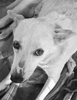 машина скорой помощи Street Dog Watch Trivandrum