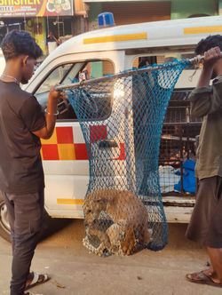 Спасение раненой уличной собаки командой Street Dog Watch Trivandrum