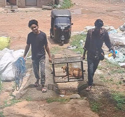 Команда Street Dog Watch Trivandrum транспортирует спасённую собаку