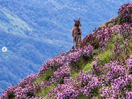 Нилакуринджи в Муннаре - сине-фиолетовые цветы Neelakurinji на горных склонах во время редкого цветения 2026 года.