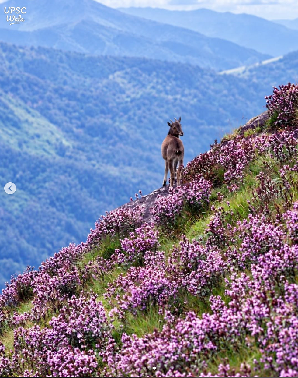 Neelakurinji in Munnar covering the mountain slopes with blue-purple flowers during the rare 2026 bloom.